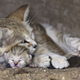 Illustration for article titled Surprise Sand Kittens are the Best Sand Kittens